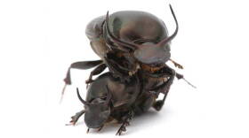 Onthophagus taurus beetles.