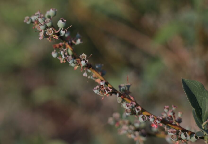 Blueberries continue to adapt and thrive in Florida fields, and as a result new jobs are popping up around the state.