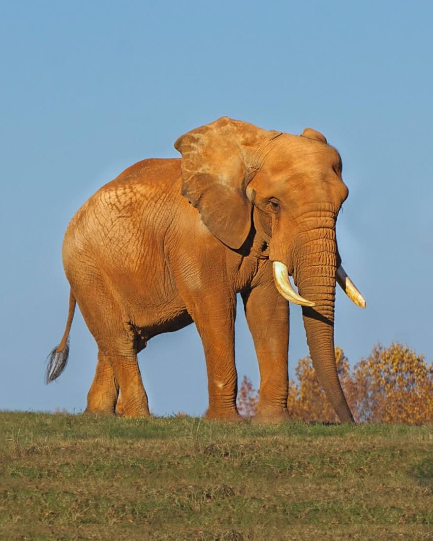 Arriving from Kenya as an orphan in 1978, C’sar was the Zoo’s first elephant and quickly became an icon, inspiring generations of guests and staff.