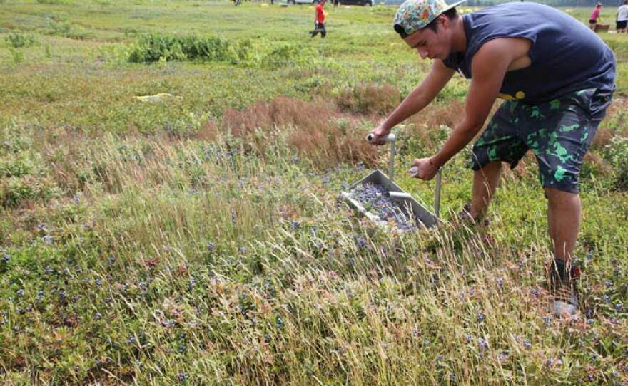 A man raking blueberries for the Passamaquoddy Wild Blueberry Co. in Columbia Falls, Maine.