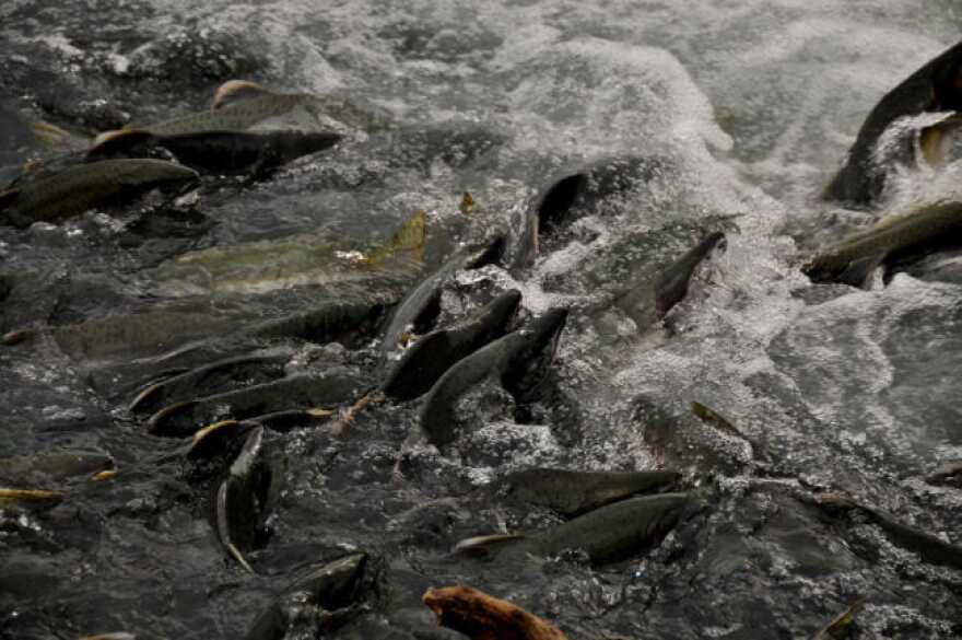 The Stand for Salmon ballot initiative would put in place a much tougher vetting process for projects affecting salmon habitat in Alaska. (Flickr photo by faungg)