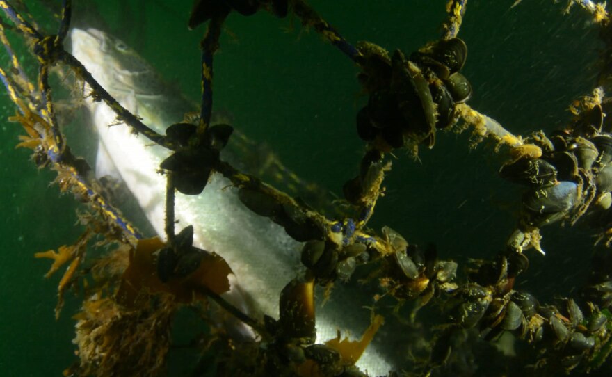 Mussels cling to netting of a collapsed Atlantic salmon farm off Cypress Island on Aug. 24, 2017.