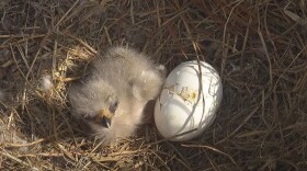 Newly hatched eaglet E26 with the second egg. The second egg appears to be in the hatching process but that has not yet been confirmed.