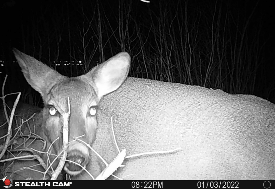 Image is in black-and-white. It is a shot from a trail camera showing a white-tail deer lying down in snow and brush. The time is 8:22 PM on January 3rd.