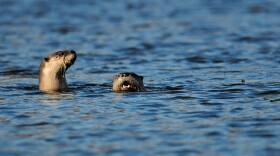 FILE - This November 2009 file photo shows river otters at Tippecanoe River State park near Battle Ground, Ind. Indiana's first river otter trapping season since the furry species was reintroduced to the state in the 1990s following a long absence has seen trappers take two-thirds of the statewide limit less than halfway into the season. State officials authorized the trapping season  Indiana's first for otters in more than nine decades  in early 2015. They set a statewide quota of 600 of the animals for the season that opened Nov. 15, 2015 and ends March 15, 2016. (Frank J. Oliver/Department of Natural Resources via AP, File)