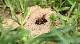 A female bee emerges from her nest at Webster Union Cemetery in Webster.