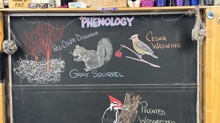 Chalk illustrations depict a Pileated Woodpecker, Cedar Waxwing, gray squirrel, and red osier dogwood.