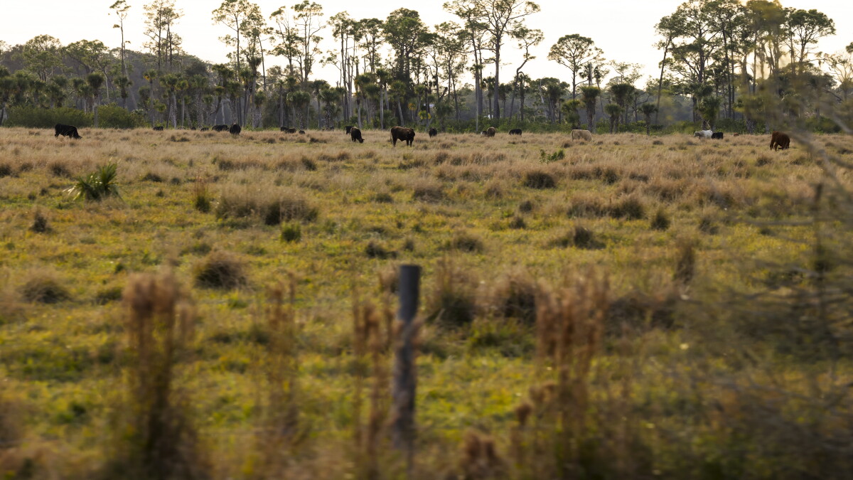 Alva is beautiful and bucolic and it's being eyed by developers - Vimarsana News