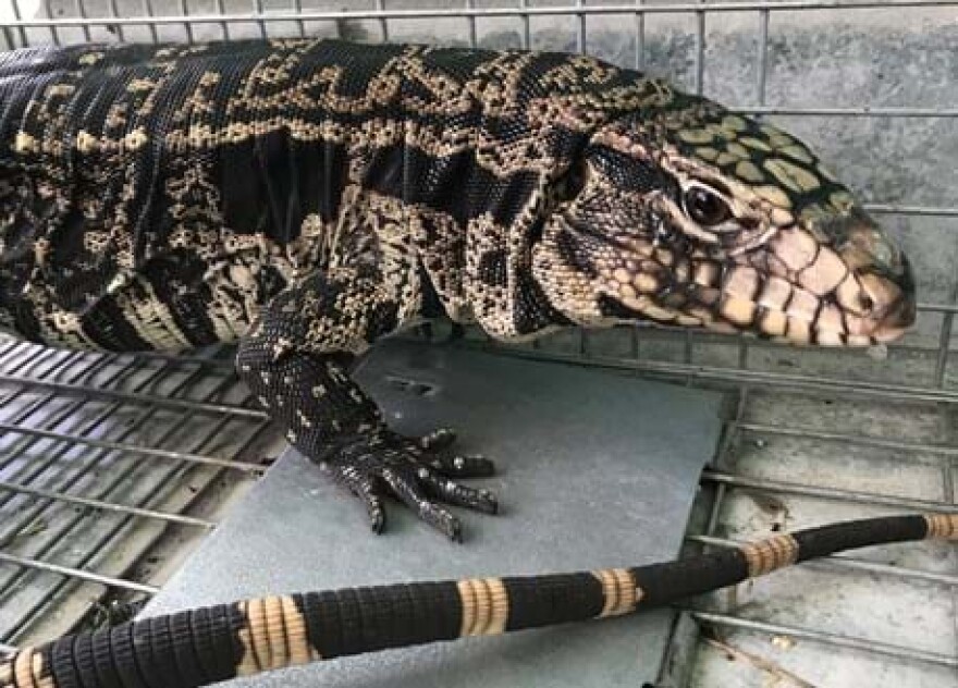 Close-up of a tegu in a cage. 