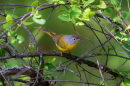 The Nashville Warbler is a songbird that migrates through Tennessee in between Mexico and Canada.
