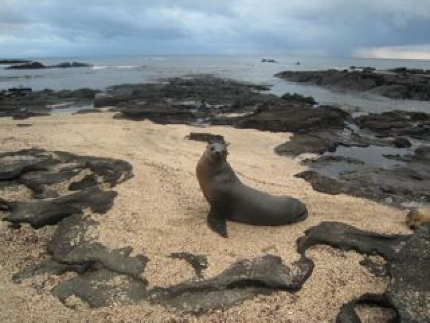 Galapagos sea lion