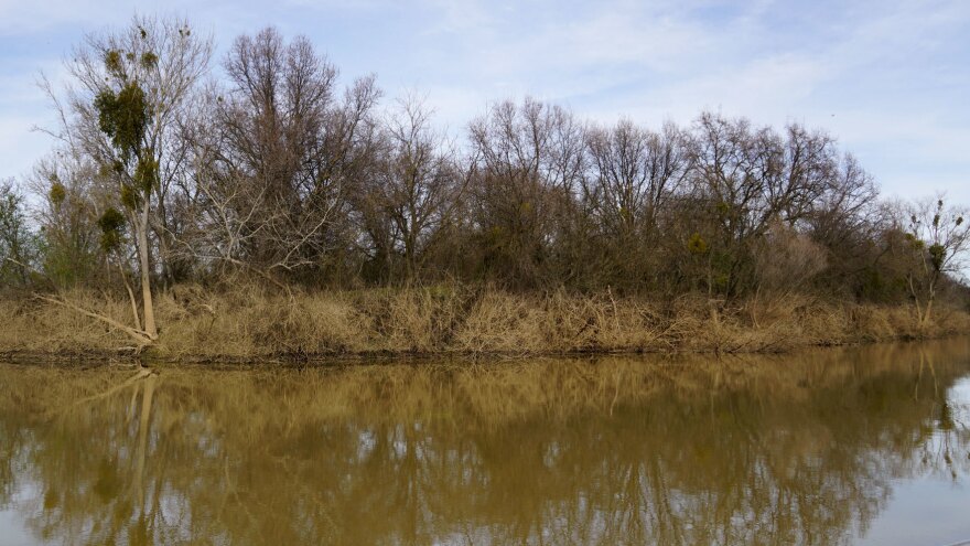 The height of floodwater on the Feather River is still visible through a line of mud on riverbank trees.