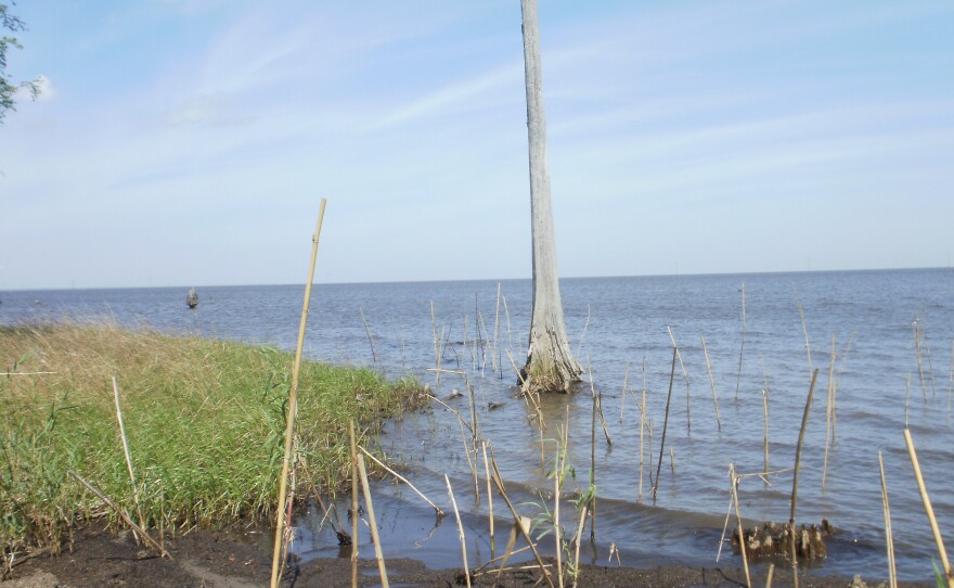 Cypress trees lining Lake Pontchartrain near the Bonnet Carre Spillway are dying from salt water intrusion.