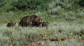 A grizzly with two cubs in a field of sagebrush.
