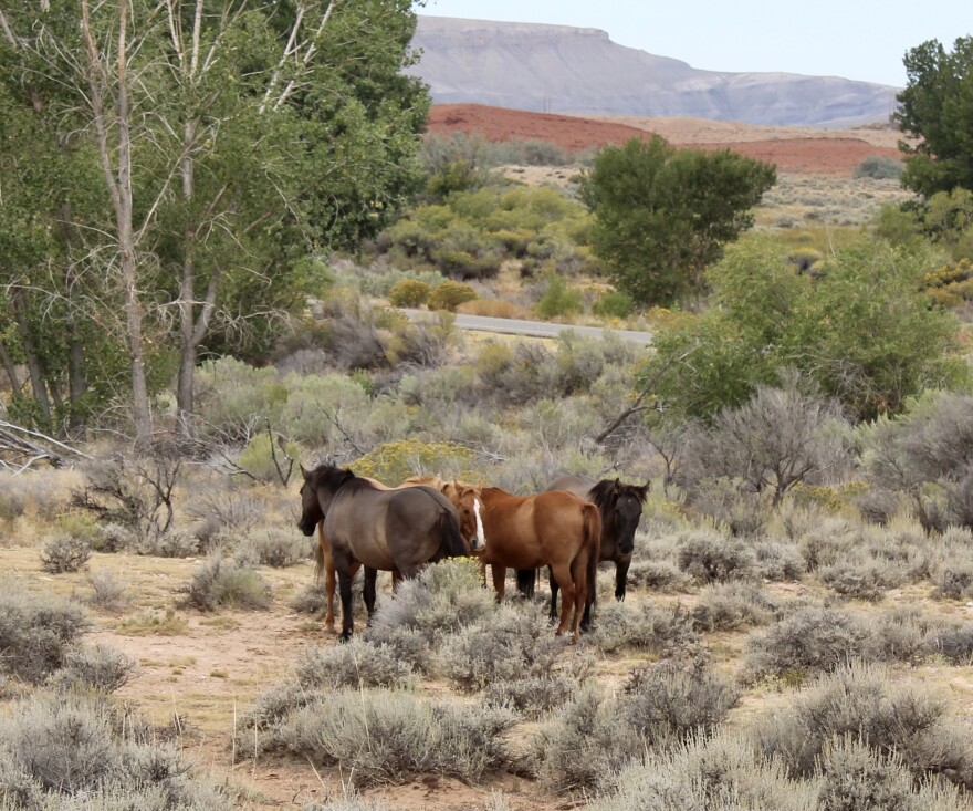 A band of four wild horses of the Pryor Mountains Wild Horse Range on Sept. 16, 2025.