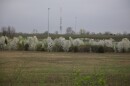 white flowered trees line a roadway and grass field