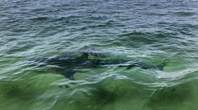 FILE - A shark is seen swimming across a sand bar on Aug. 13, 2021, from a shark watch with Dragonfly Sportfishing charters, off the Massachusetts' coast of Cape Cod. Megan Winton, of the Atlantic White Shark Conservancy, said Wednesday, June 29, 2022, that July is when white sharks appear in earnest, with sightings peaking from August through October. (AP Photo/Phil Marcelo, File)