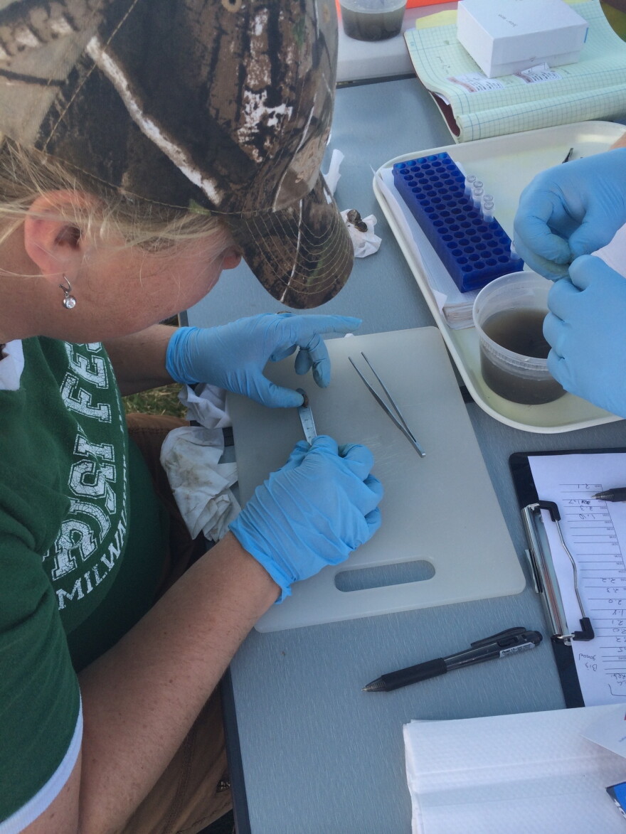Klaper's genomics work included analyzing mussel tissue for emerging contaminants - research funded by NOAA