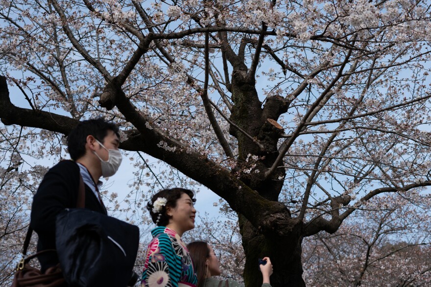 Japan has a long tradition of cherry blossom viewing, or Hanami, which includes picnics with snacks and sake in the park under the trees with friends and family.