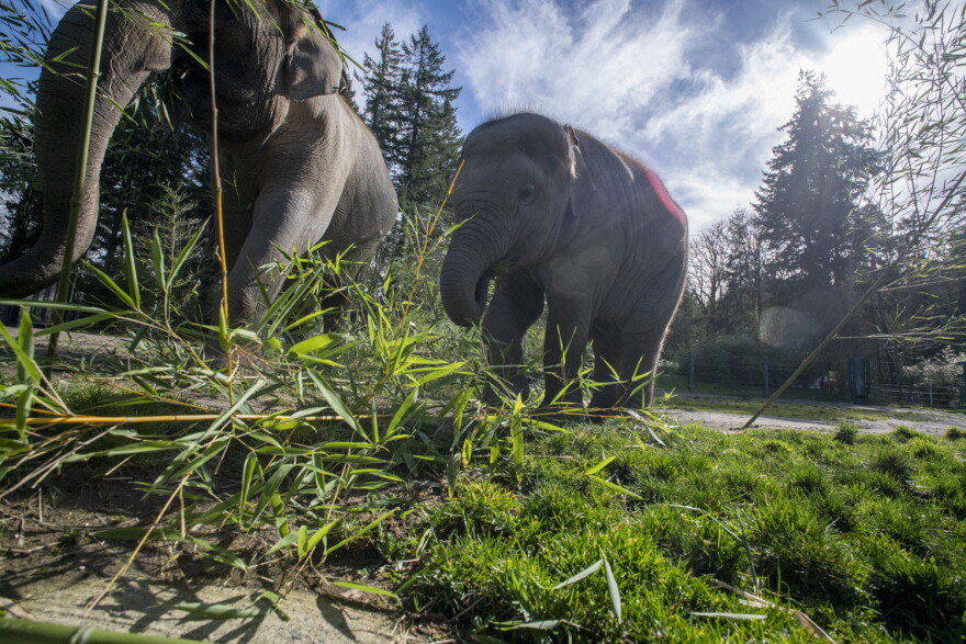 A team of Oregon Zoo veterinary experts and care specialists has launched a comprehensive treatment plan for Asian elephant Tula-Tu, who is currently battling EEHV.