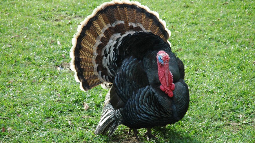 Turkey