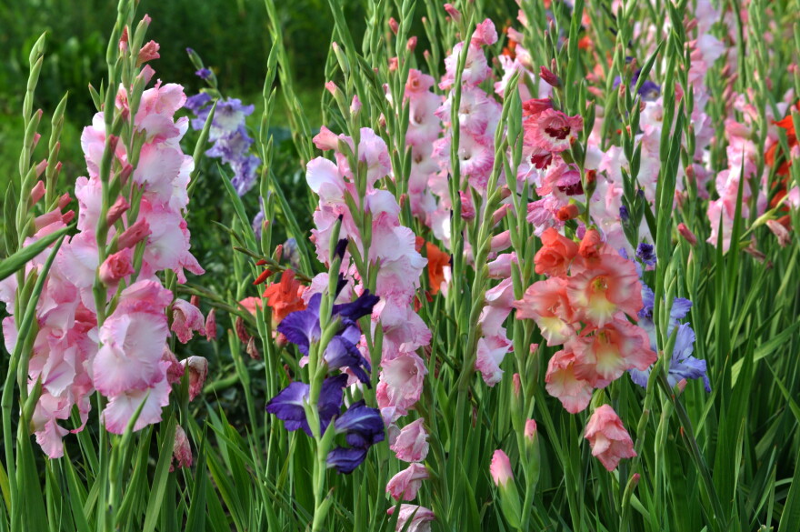 Tall or small, grow cheery gladiolus and learn how to overwinter the bulbs | Vermont Public