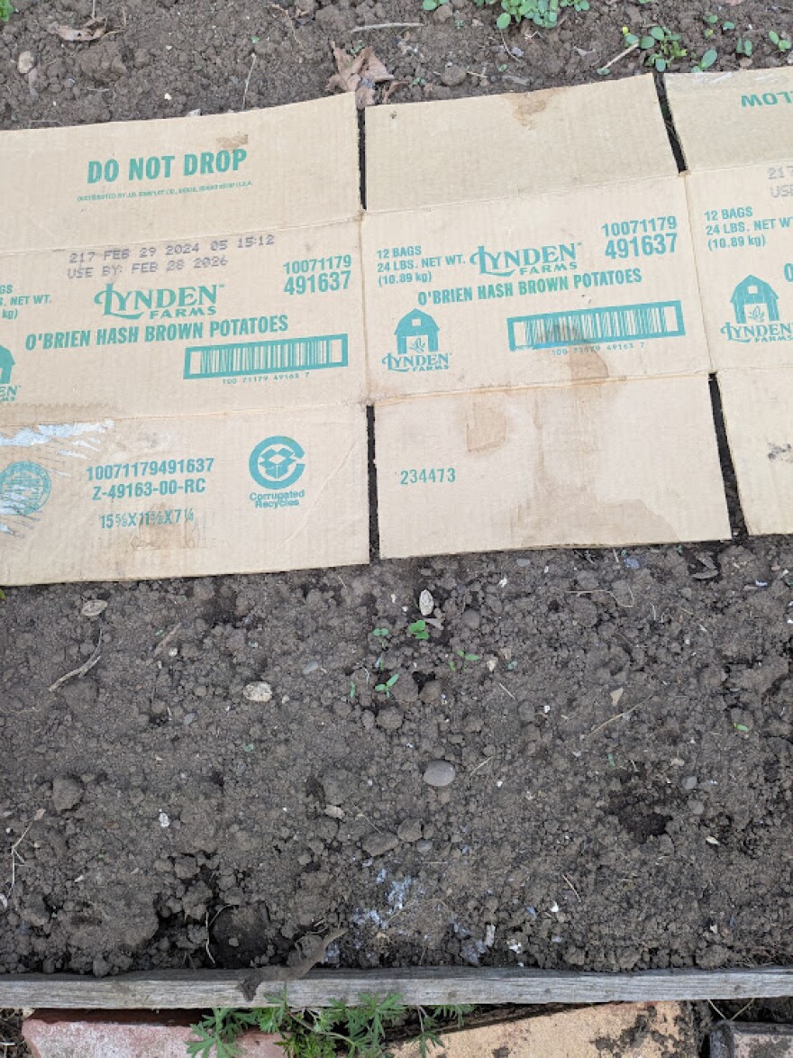 Cardboard placed over garden soil.