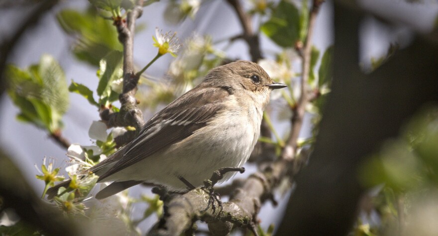 Scientists looked at the nestbox choices of pied flycatchers after the birds observed the "success" of nesting great tits.
