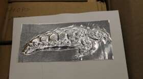 The Braille Association of Mid Florida produces embossed images like this sea turtle for some of its books. Photo: Matthew Peddie, WMFE