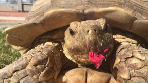 Gertie the tortoise