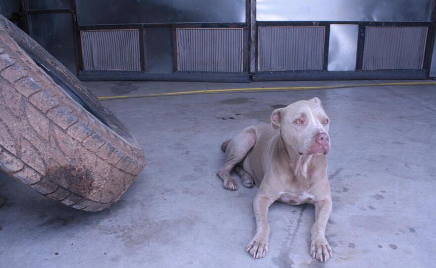 'Girl' keeps watch outside Chris Castaneda's automotive shop in south Oklahoma City.