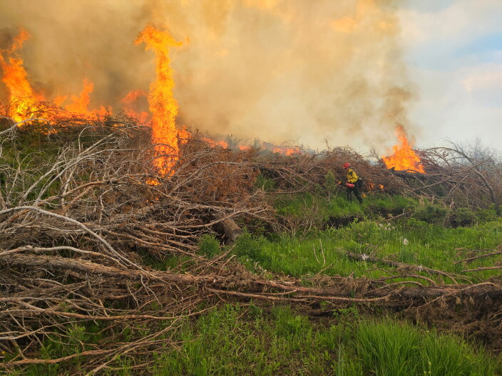 Cutting and burning Juniper trees means better habitat for sage grouse.