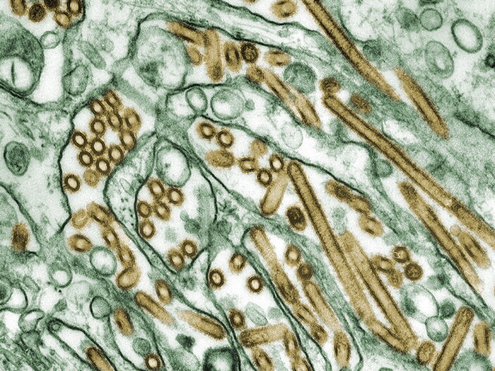 H5N1 avian flu viruses (seen in gold) grow inside canine kidney cells (seen in green).