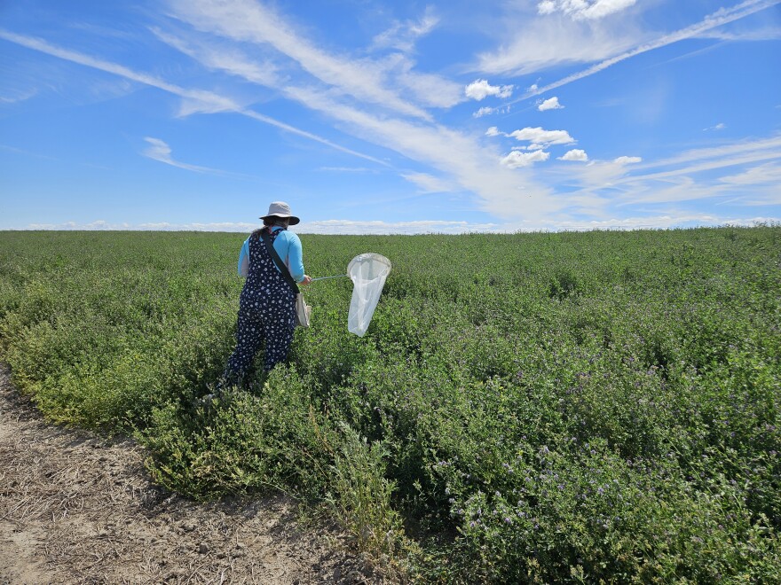 Michelle Kirchner conducting research to help farmers manage pests while protecting pollinators—work cut short after she lost her federal job amid recent government downsizing.