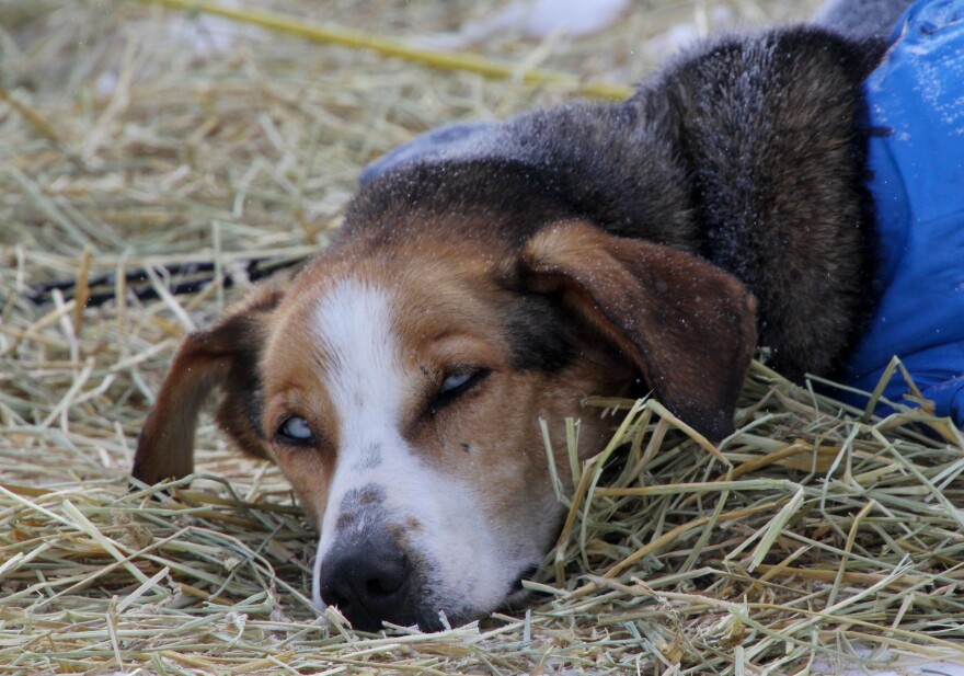 Mille Porsild's sleepy dog in Takotna on Wednesday, March 11, 2020. Takotna is about 330 miles into the 2020 Iditarod Trail Sled Dog Race. (Zachariah Hughes/Alaska Public Media)