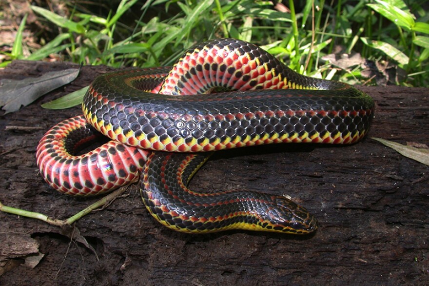 A Rainbow Snake