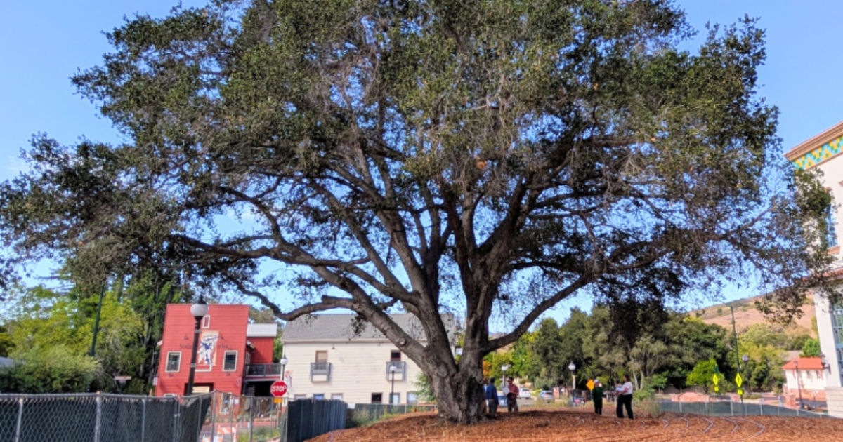 San Luis Obispo tries to save century-old oak tree slated for removal
