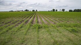Soybean grow at Seidenstricker Farms, owned by Robert and Cathy Seidenstricker, in De Valls Bluff, Arkansas, on June 25, 2019.