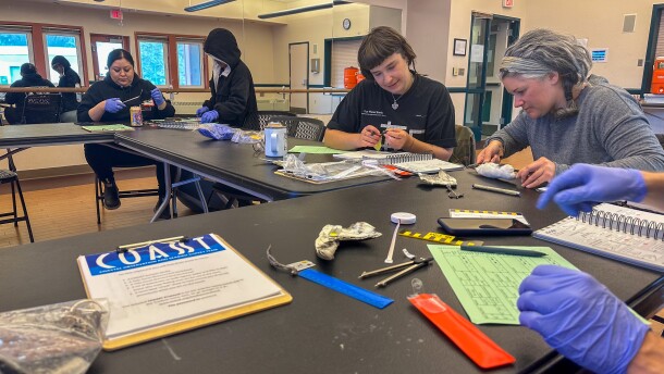 Volunteers examine bird specimens during a COASST training at the PCR in Unalaska on May 31