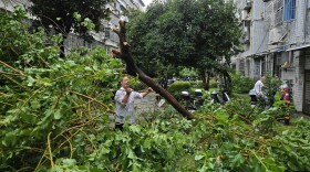 A man tries to clear the branches of a fallen tree in the aftermath of Typhoon Dolphin in Wenzhou in eastern China's Zhejiang province, Monday, Aug. 10, 2026.