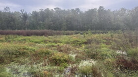 The view from the new Bob Simons observational platform at Turkey Creek Preserve on Saturday, Oct. 3, 2026. (Arjun Mendiratta/WUFT News)