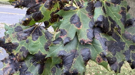 Leaves of the Norway Maple show the distinctive "tar spot" that's related to a fungal infection in trees around central and northern New York.