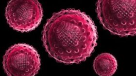 Hepatitis A virus (HAV) is an RNA virus that can survive up to a month at room temperature.