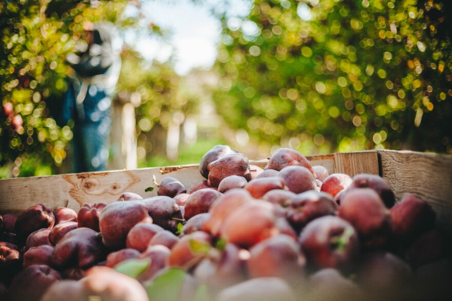 Red Delicious apples wait to be hauled out of a Cowiche, Washington orchard by workers during harvest. Red Delicious growers have been under pressure lately with one of their top export markets – India – mostly shut down because of high tariffs.