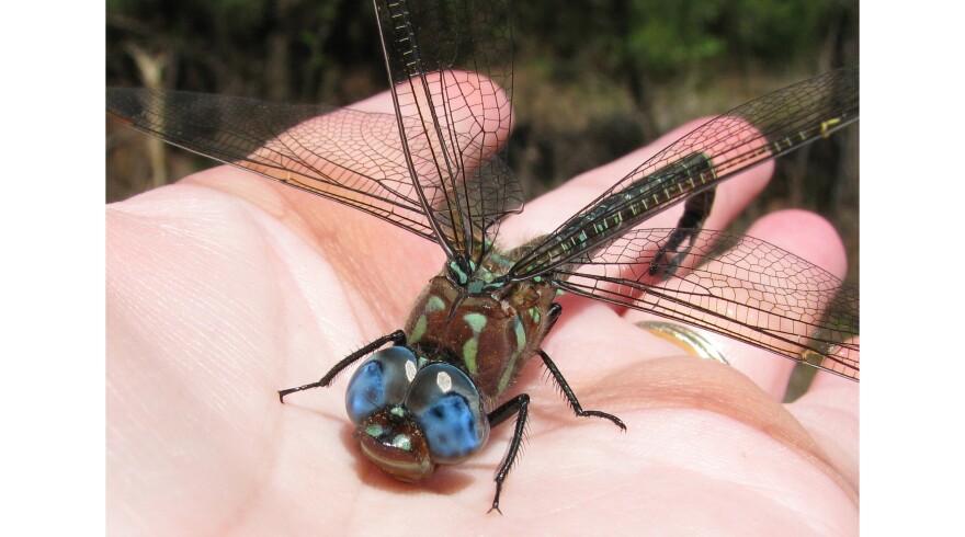 Swamp darner (Epiaeschna heros)