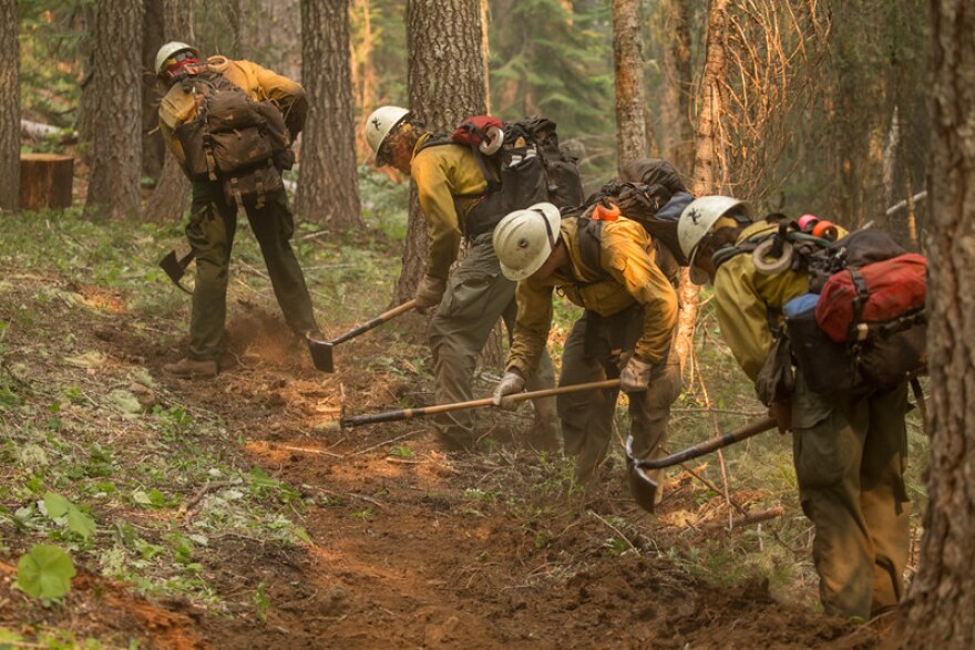 A group of wildland firefighters, all wearing white helmets, carrying big backpacks, and wearing yellow firefighting gear are in a forest. They are hunched over a trail, all in a diagonal lime, using hoes and pickaxes and shovels to make a fire break.