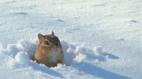The winning photo of a chipmunk emerging from the snow in Virginia. (Mary Rabadan)