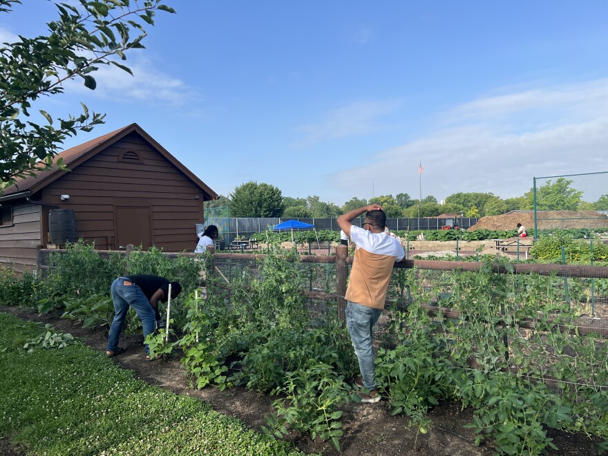 Three students from Sinclair Community College's English as a Second Language program work on the Flyer Farm during a hot summer day