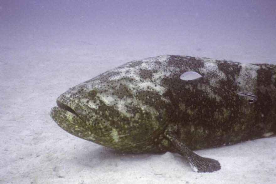  The Florida Fish and Wildlife Conservation Commission on Wednesday backed limited fishing of goliath grouper.