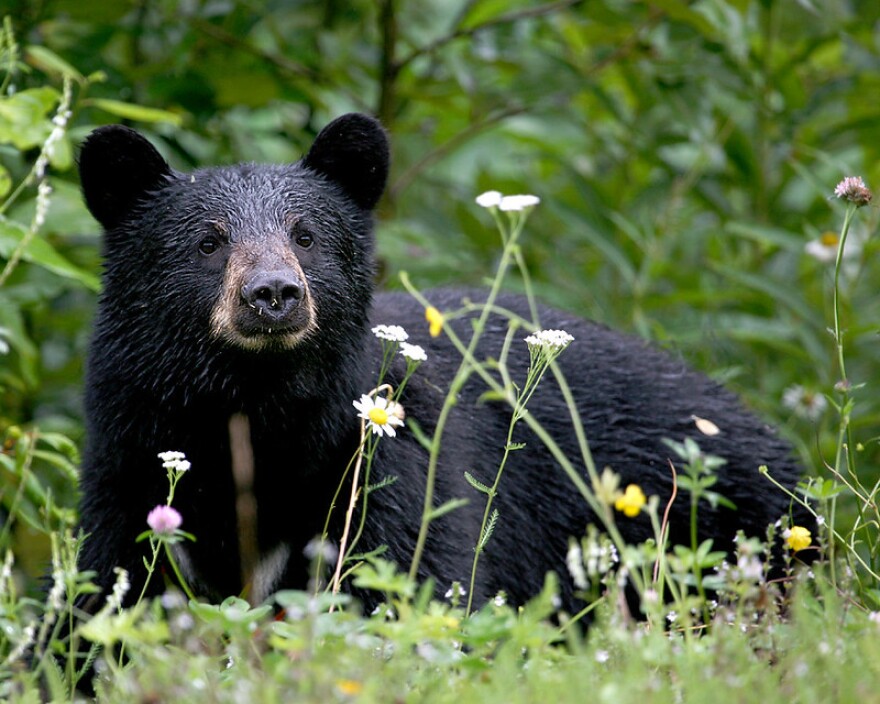 The Missouri Department of Conservation estimates that there are now about 540 to 840 black bears in Missouri.